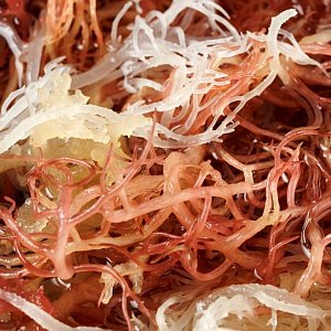 Зачем есть морской мох: чем водоросли могут быть полезны нашему организму