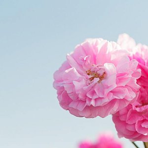 Как майская роза: 5 полезных фактов о цветке для вашей молодости и красоты Как майская роза: 5 полезных фактов о цветке для вашей молодости и красоты