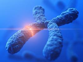 Выявлены новые влияния хромосом на здоровье человека