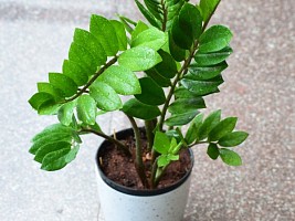 Замиокулькас: как задобрить и удобрить «долларовое дерево»