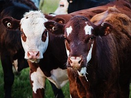 Новый велнес-тренд: объятия с коровами