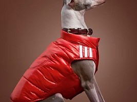 Аксессуары для животных: как модная и бьюти-индустрия заступили на рынок питомцев 