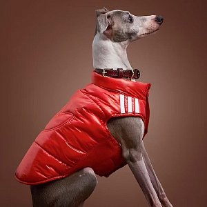 Аксессуары для животных: как модная и бьюти-индустрия заступили на рынок питомцев 