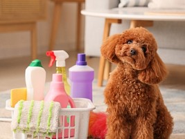 Пыльца и кошки не при чем: 10 предметов в доме, которые могут вызывать аллергию