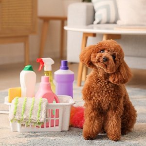 Пыльца и кошки не при чем: 10 предметов в доме, которые могут вызывать аллергию