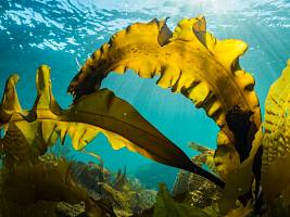 Эликсир морской пучины: как водоросли исцеляют волосы