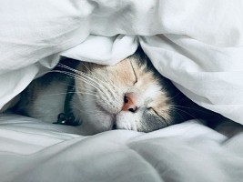 Топ-5 звуков, которые помогут засыпать быстрее и обеспечат качественный сон