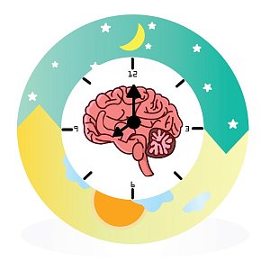Циркадный ритм и питание: как синхронизировать еду и биологические часы