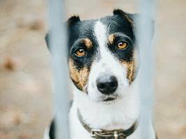 Поджав хвост: от каких пород собак чаще всего отказываются нерадивые хозяева