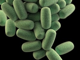 Полезное население: 5 советов, как улучшить микрофлору кишечника
