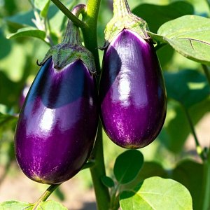 Красивый фиолетовый: 6 полезных свойств баклажана, о которых нужно знать
