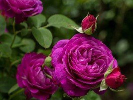 Выставка роз, советское ретро, музыка из «Гарри Поттера» среди растений: куда сходить с 28 июня по 4 июля